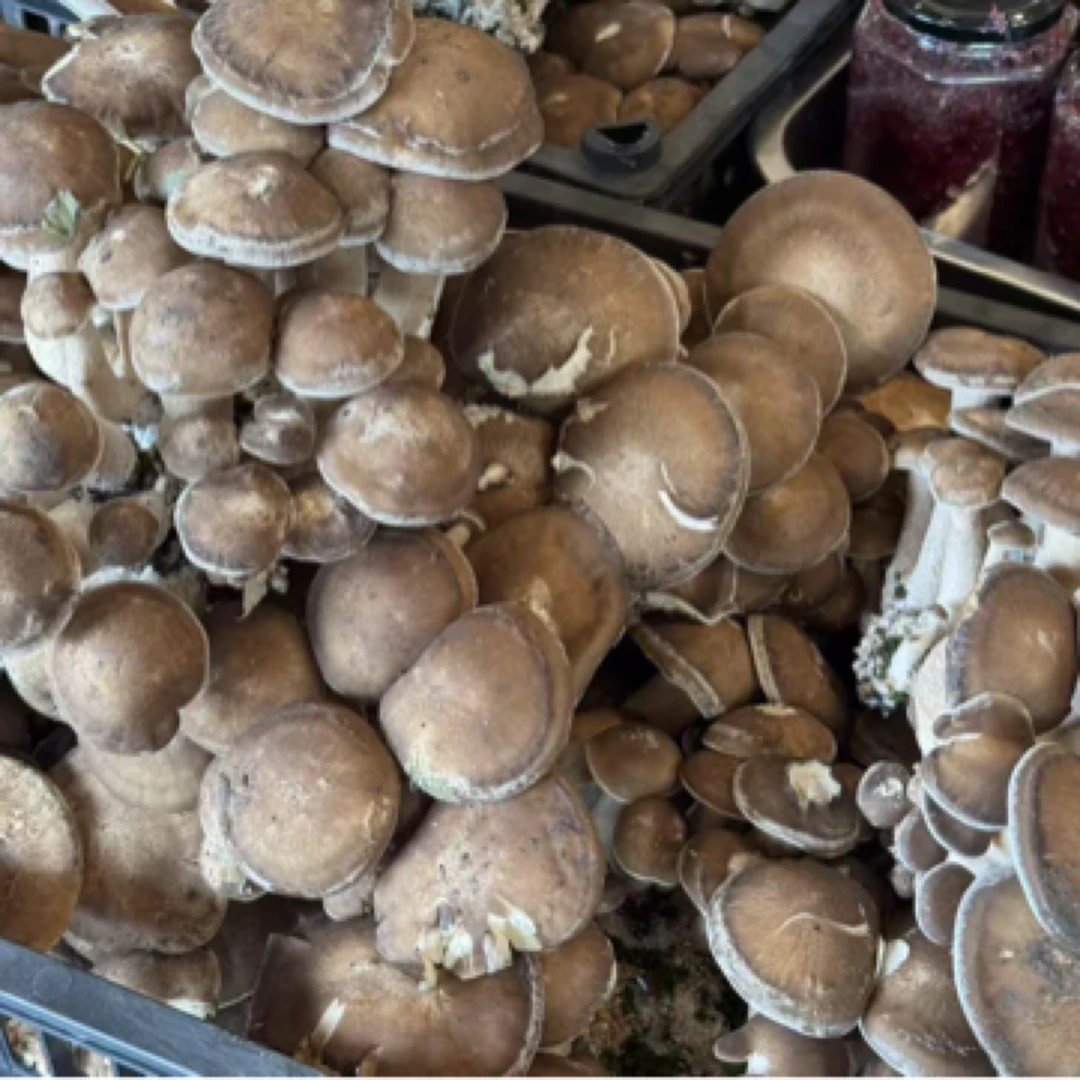 锄禾-头茬鹿茸菇500g