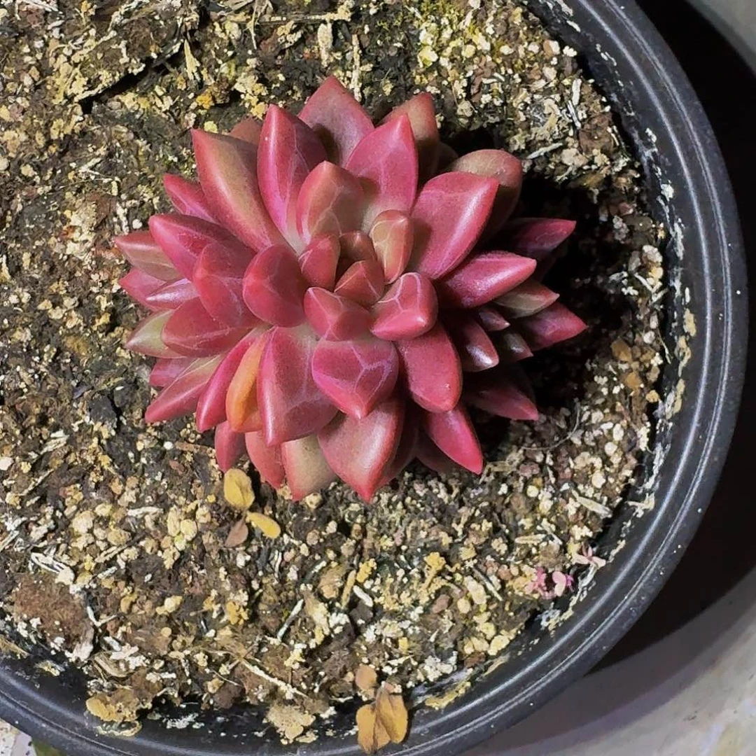 迷雾泡泡 3头 一物一拍