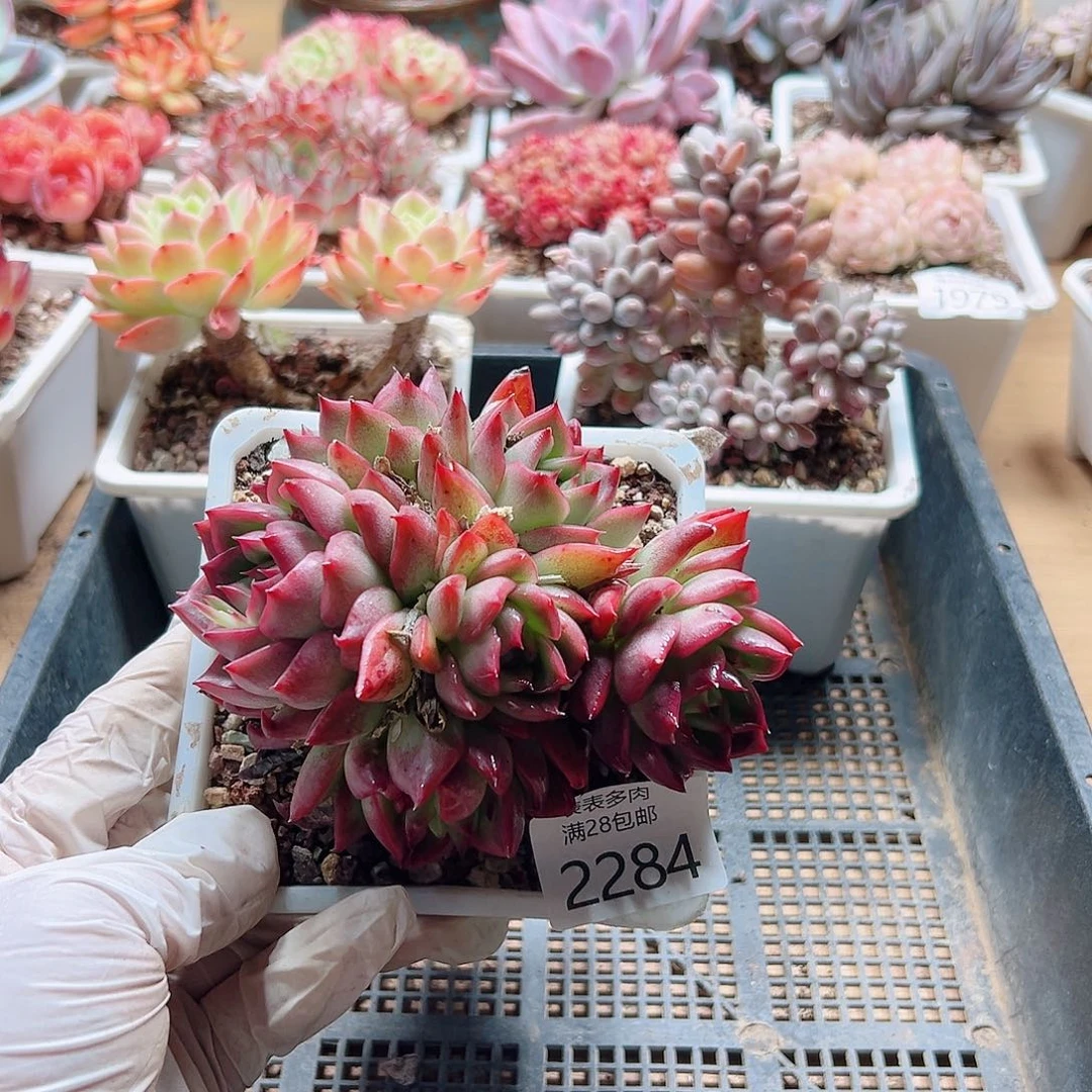 多肉一物一拍2284