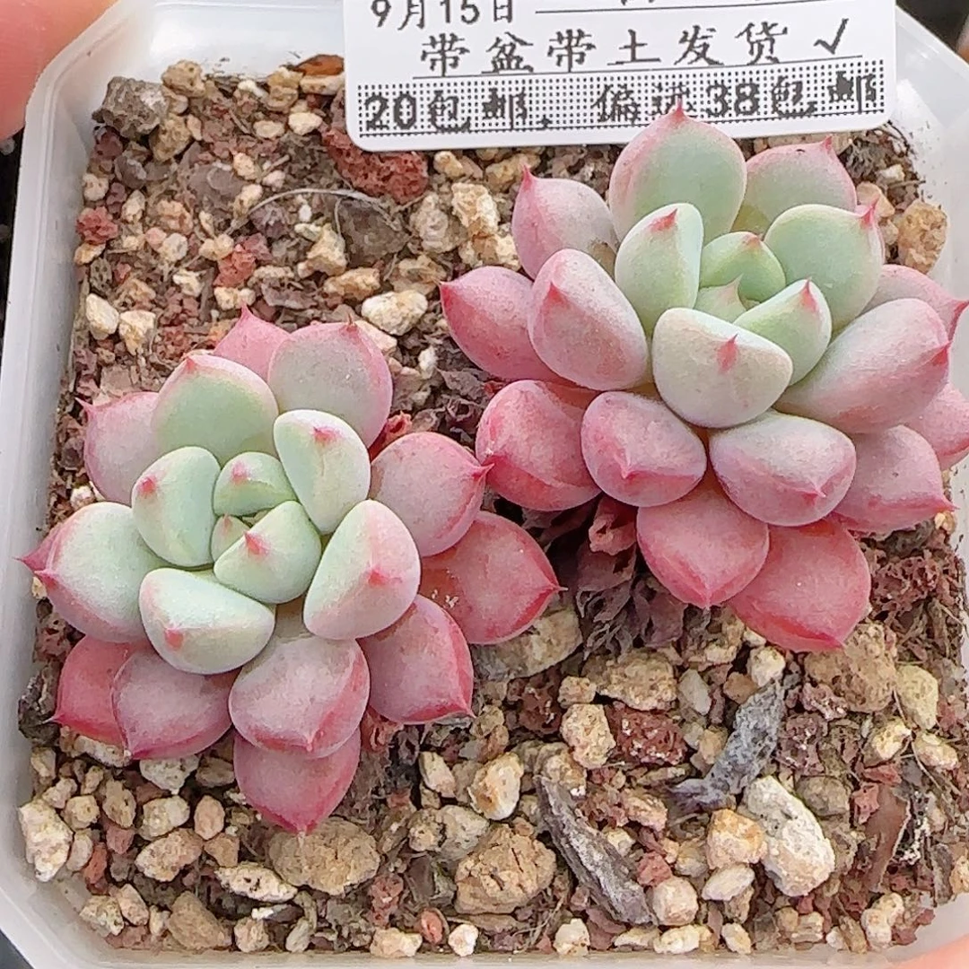 多肉0915-109宝石小老桩