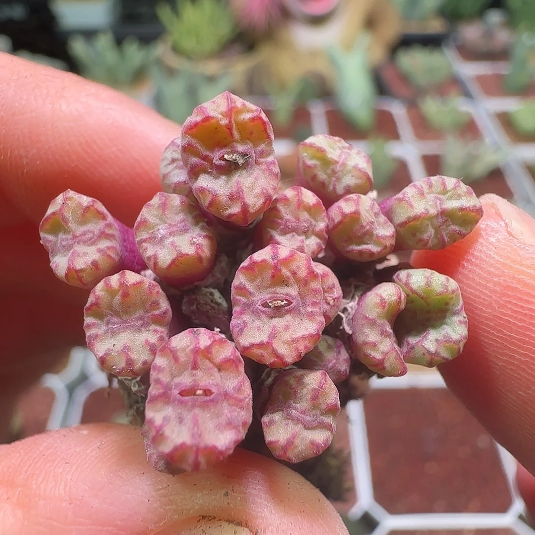 红宝石安贞。           827