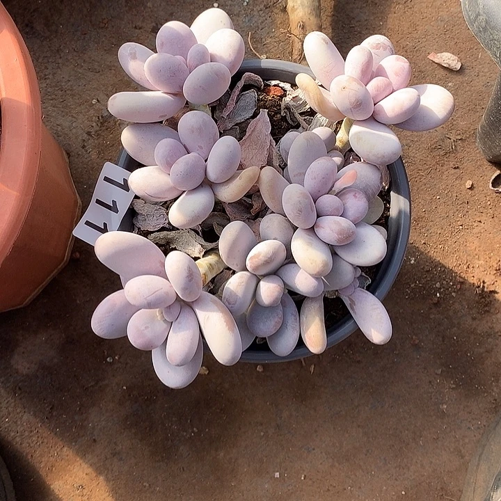 111奶酪 一物一拍多肉