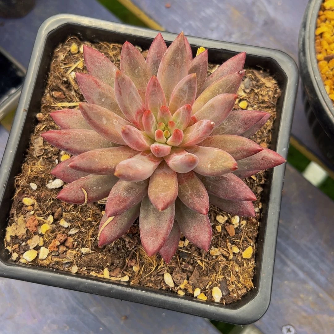 余****糖心鱼美人暗纹一颗