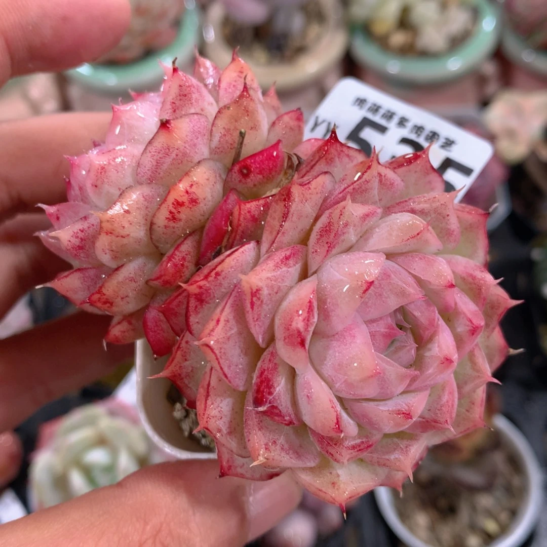 5CM拇指盆精控多肉YY535