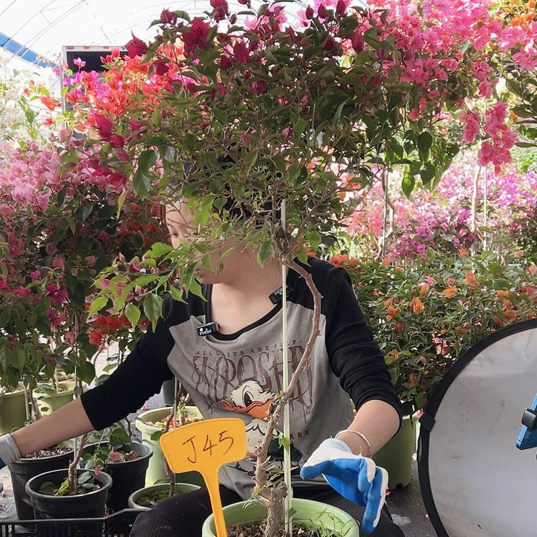 小***伍大部分花苞少量开放J45酒红桑巴