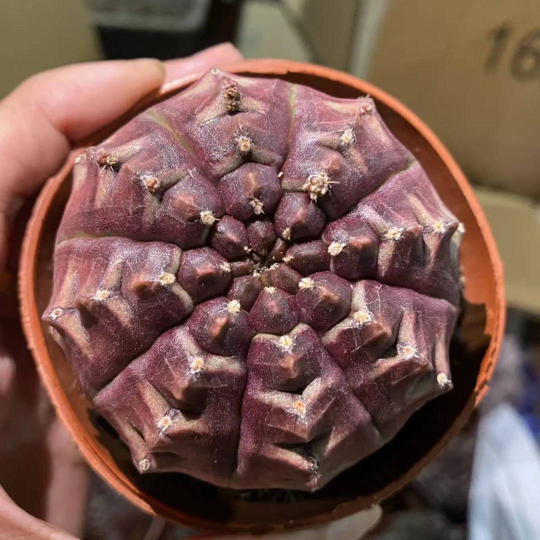 大号梦想6cm  仙人球夏型种绿植盆栽桌面阳台办公室摆件