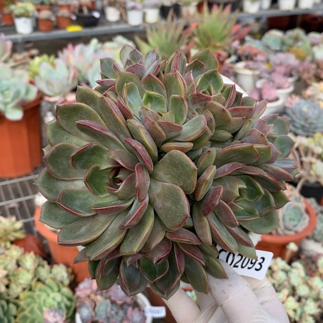 2093蓝莓群生一物一拍