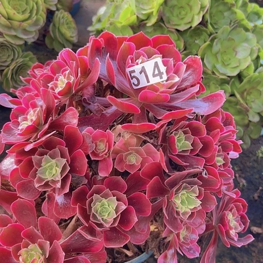 A***诺多肉植物一个凤冠叶片有伤