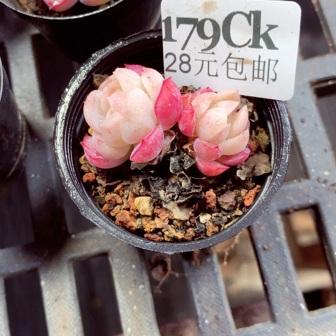 5厘米盆精控多肉179