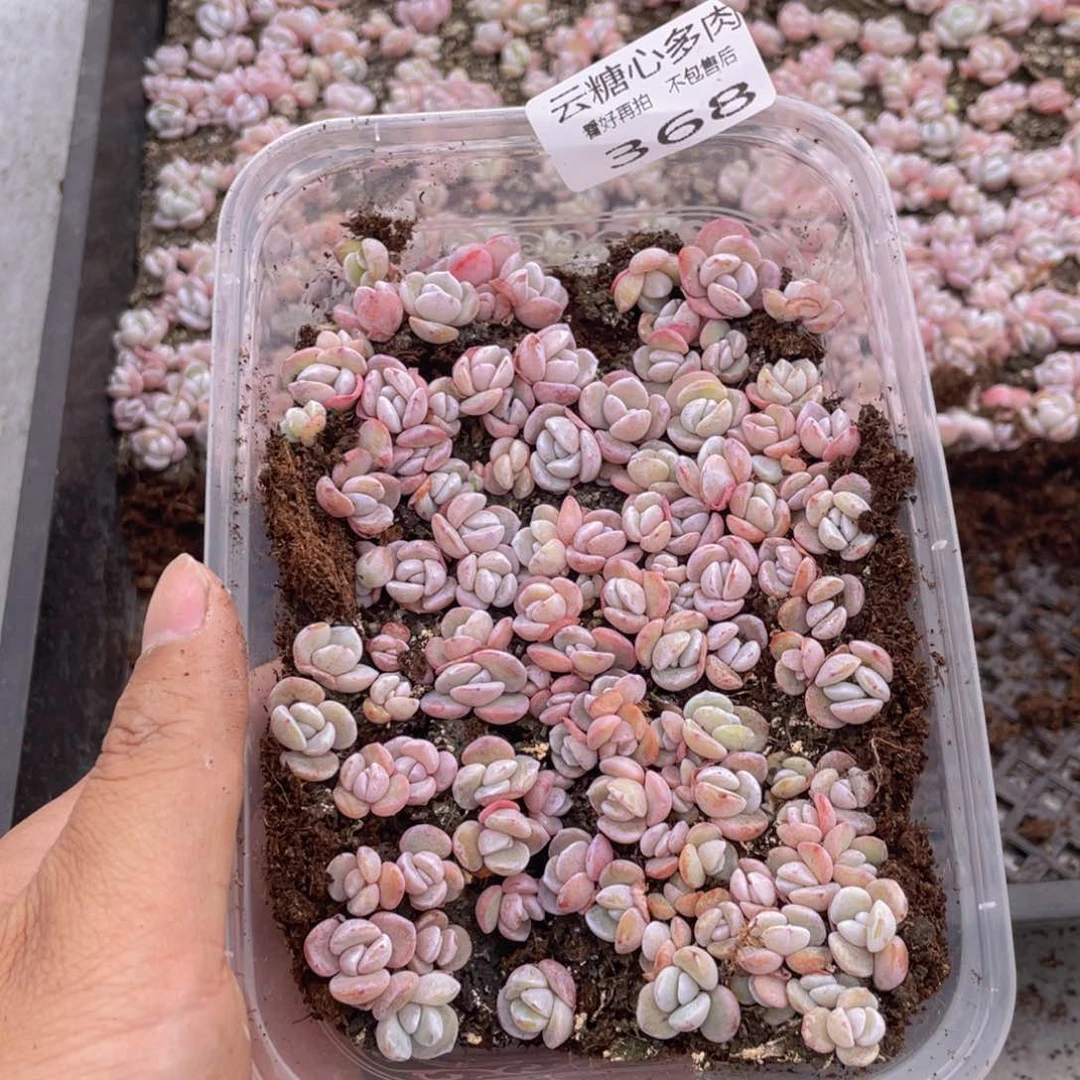 云糖心多肉植物368