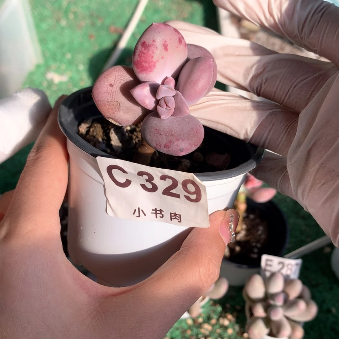 小屁桃小屁桃小屁桃329