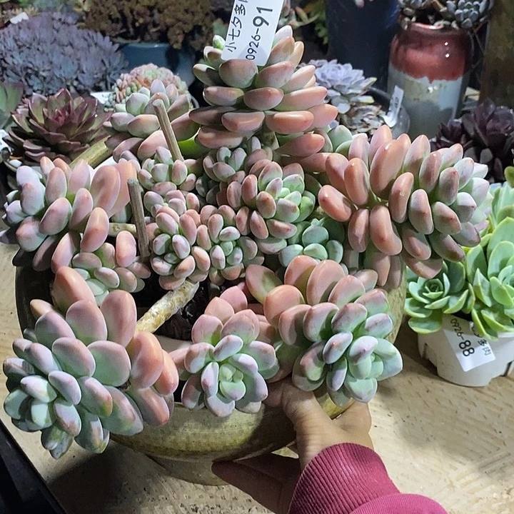 小七夕多肉红洛神91