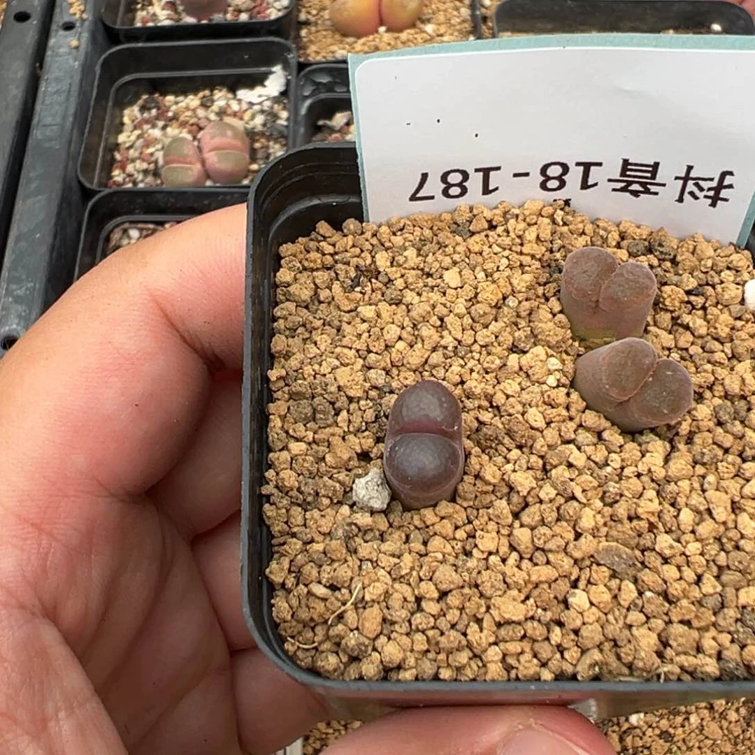 芜18-187肉锥多肉植物，