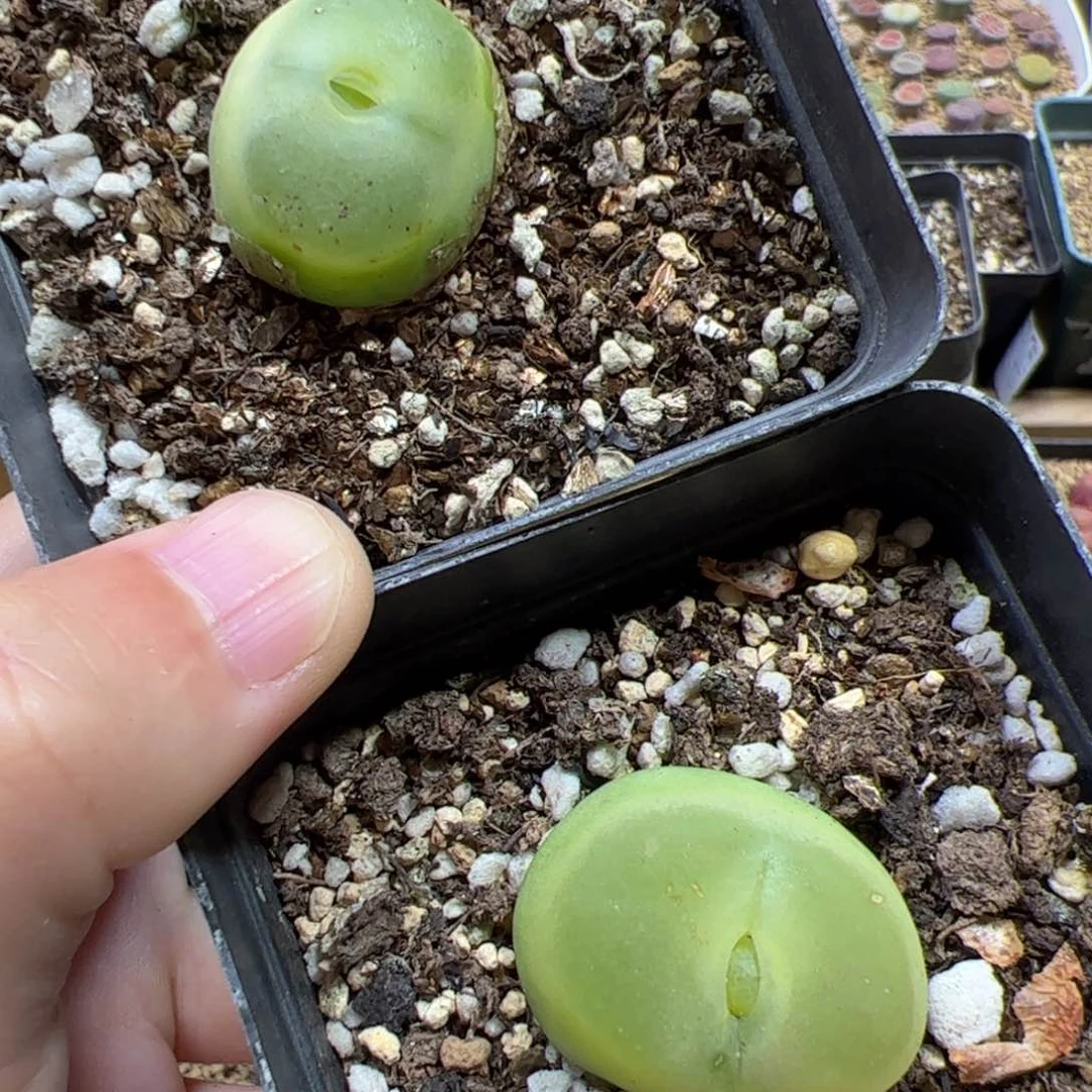 【闪购商品】147 双蜕