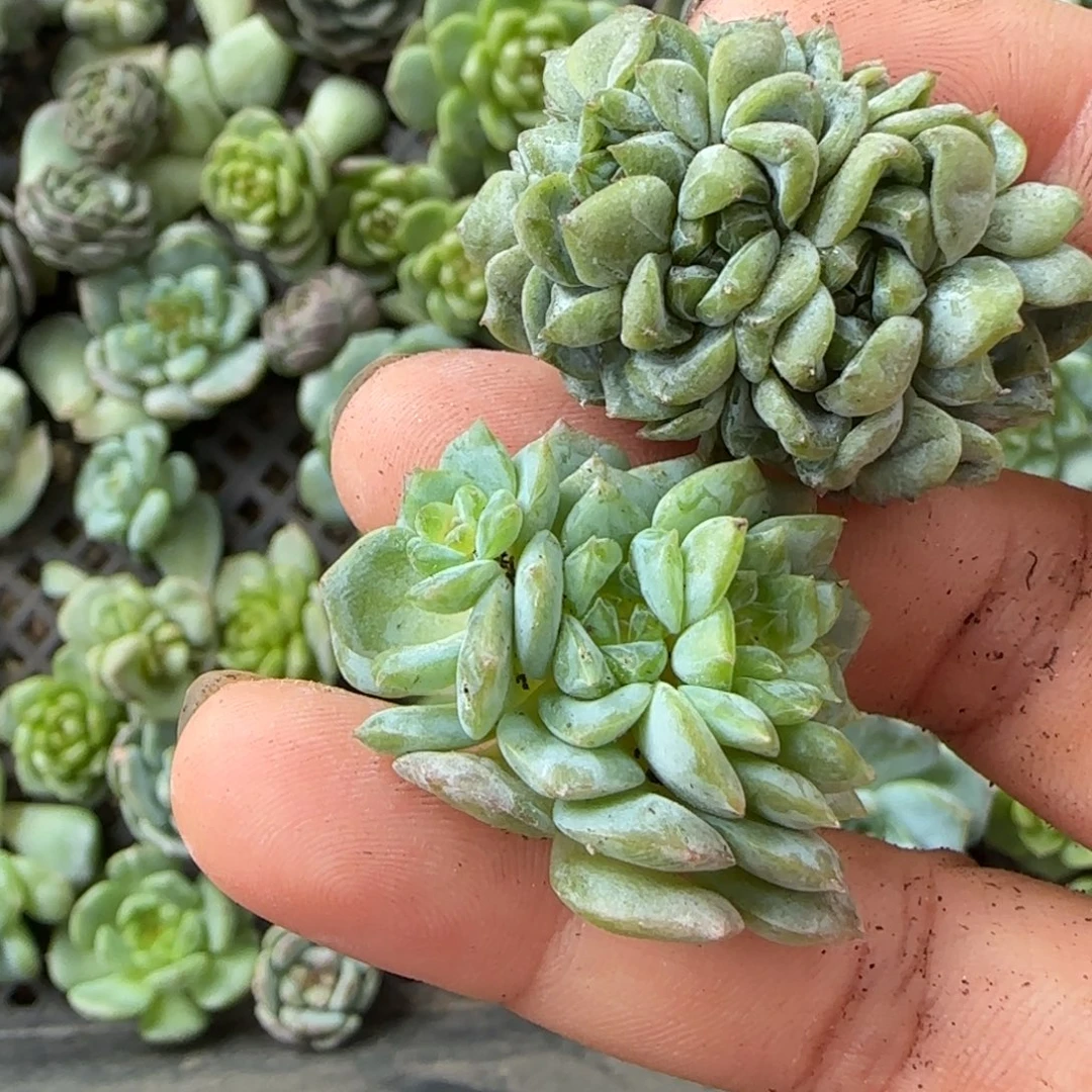 星***漠小卡拉米糖心一物一拍12-62