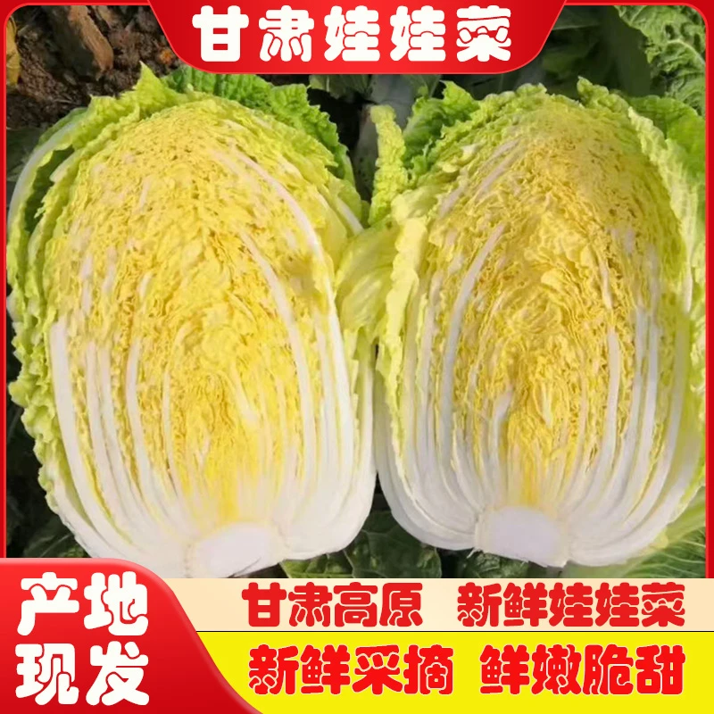 甘肃高原新鲜黄心娃娃菜产地直销现摘现卖包邮5斤-9斤