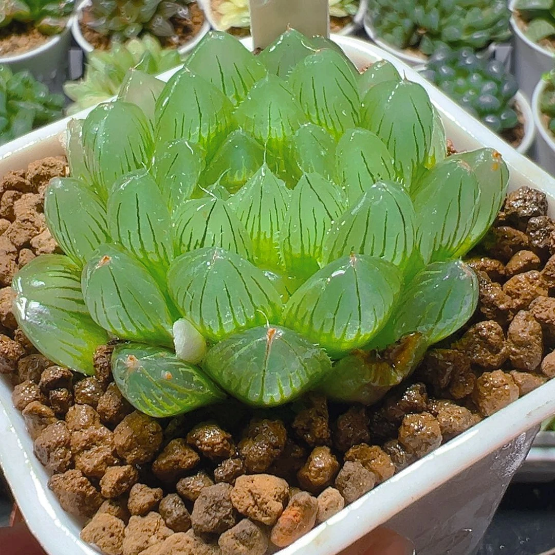 万象盆冰川玉露多肉植物一颗