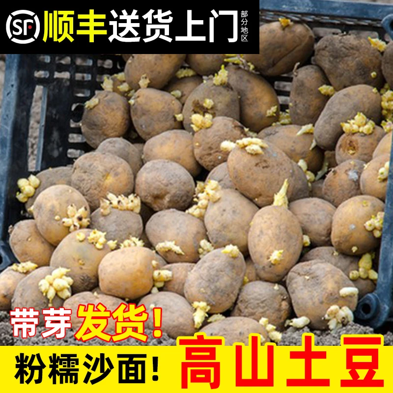 发芽土豆老品种农家种植湖北恩施带芽催芽黄心生长马铃薯洋芋批发