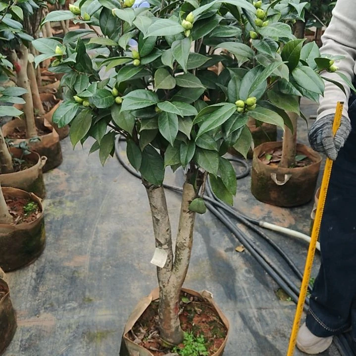 全部花苞心愿茶花不包邮1