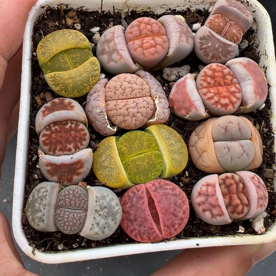 2.16好看的多肉902