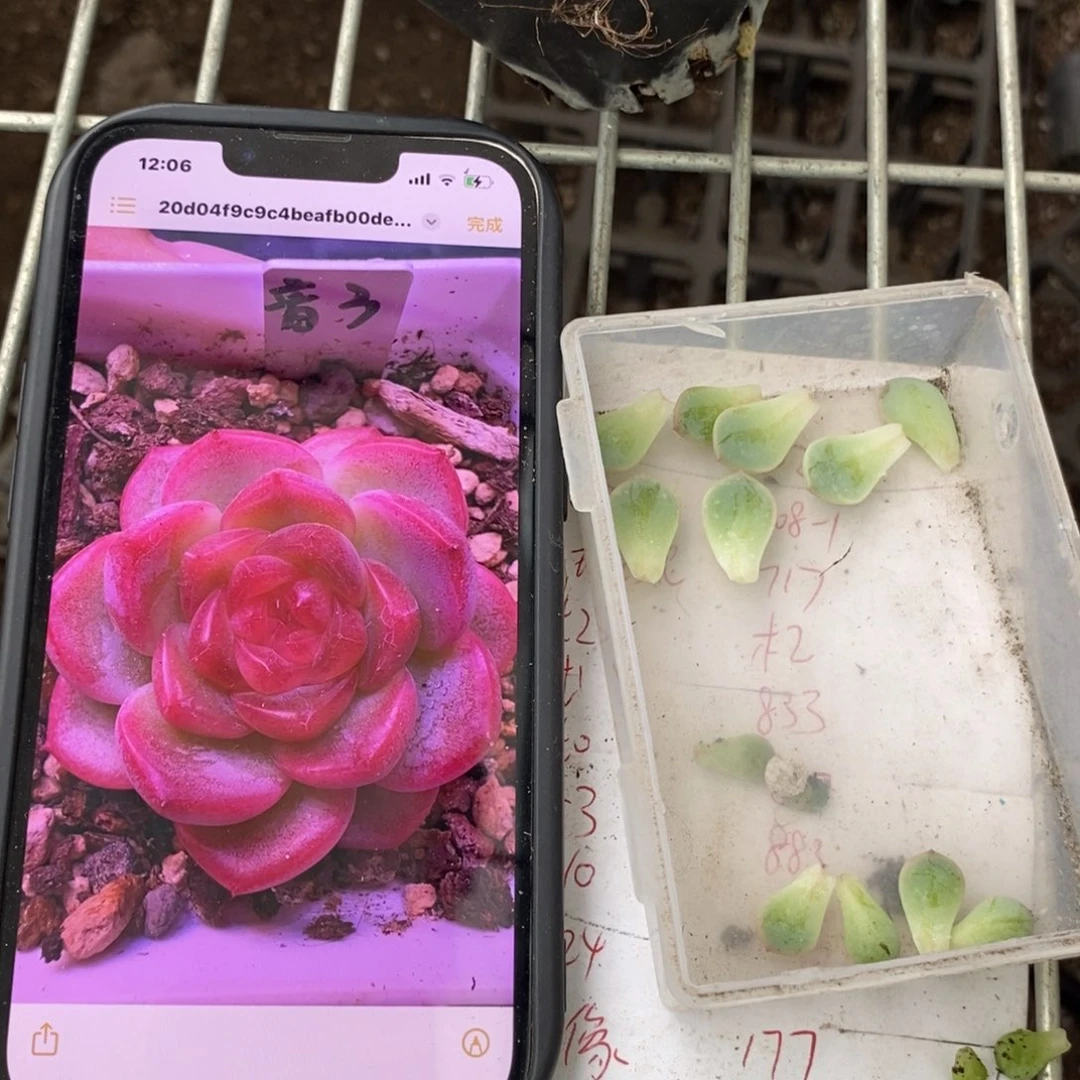 甜心y3叶片一个多肉