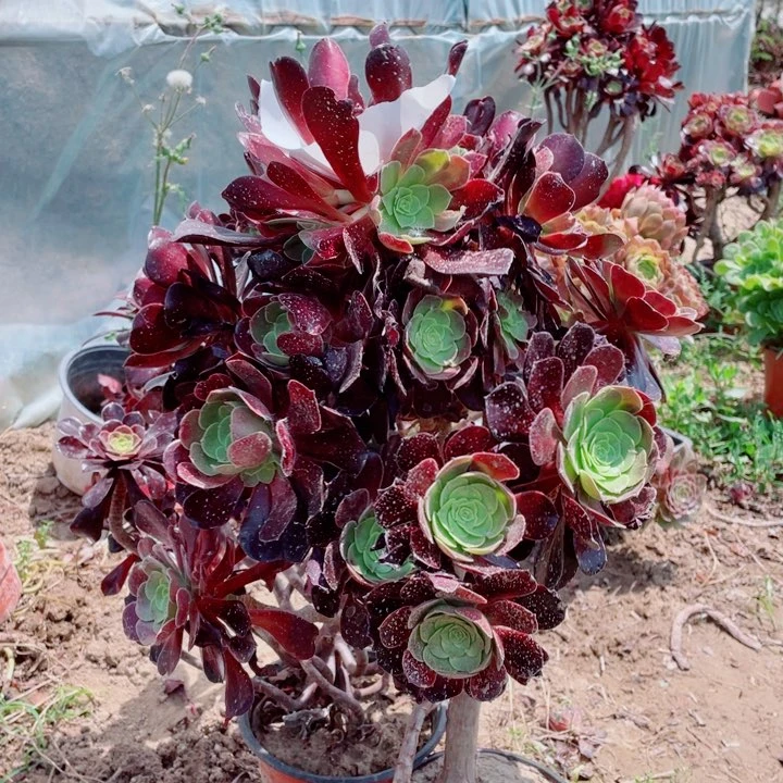 多肉植物无标签两个