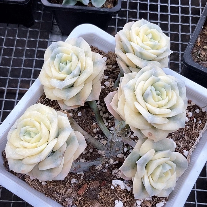 可爱玫瑰锦多肉植物