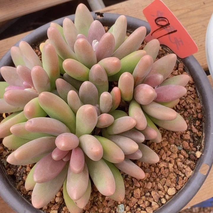 在家闲不住吗笑不