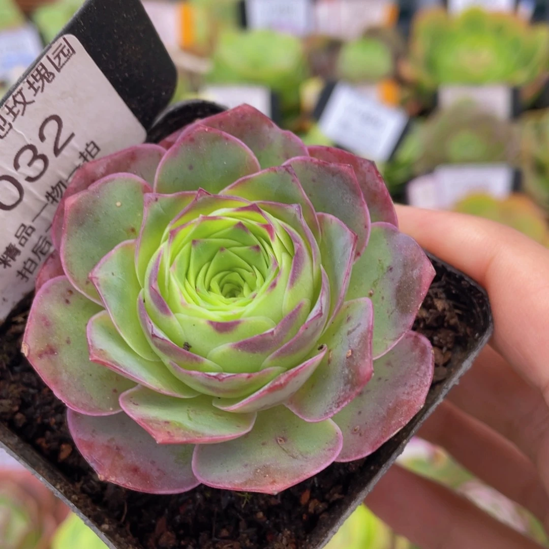 黄杂多肉福利032一物一拍