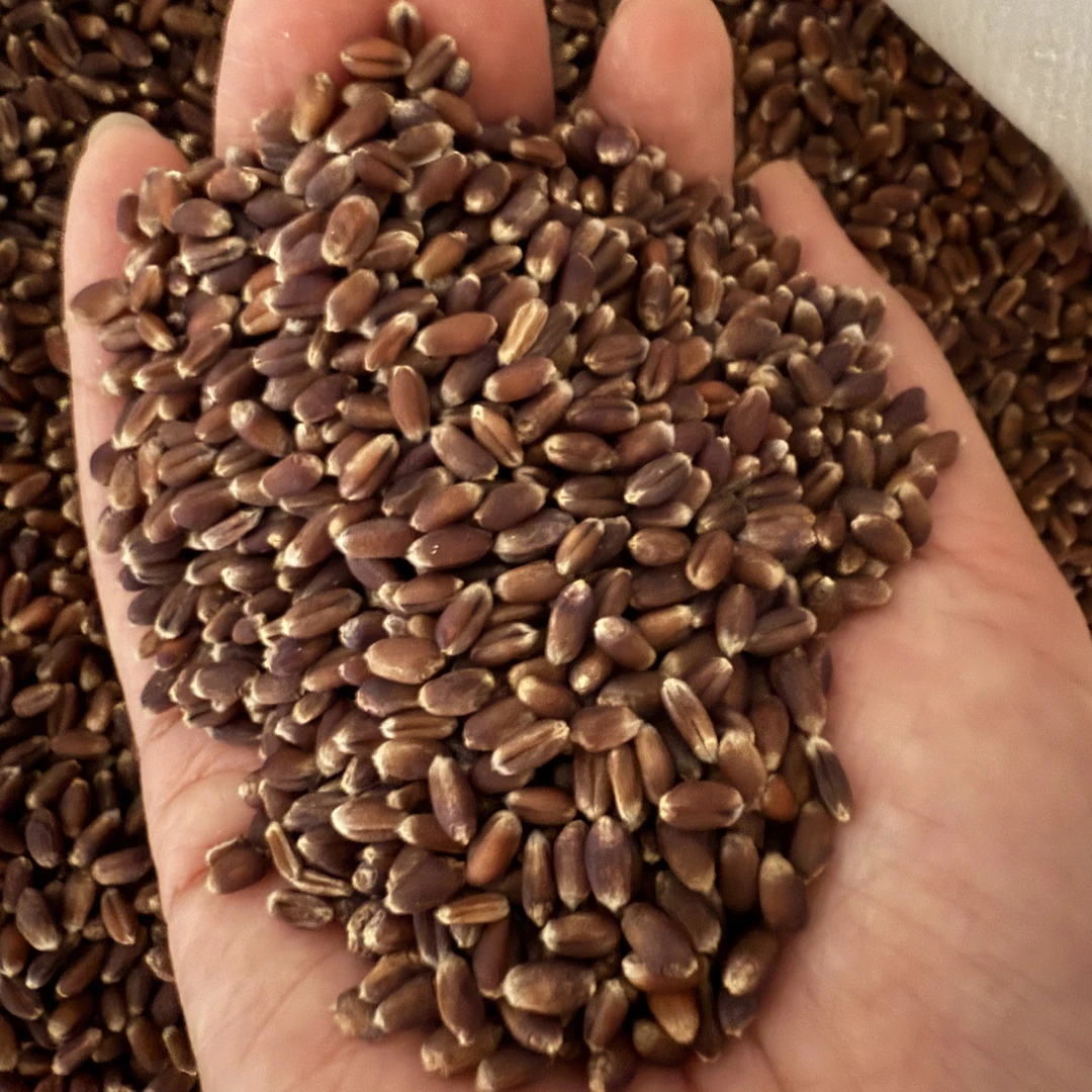 精选黑小麦 不支持退换货发极兔或德邦 有个别小粒属正常介意勿拍