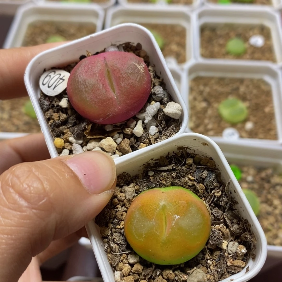 漂亮2.3-2.4cm多肉带盆409