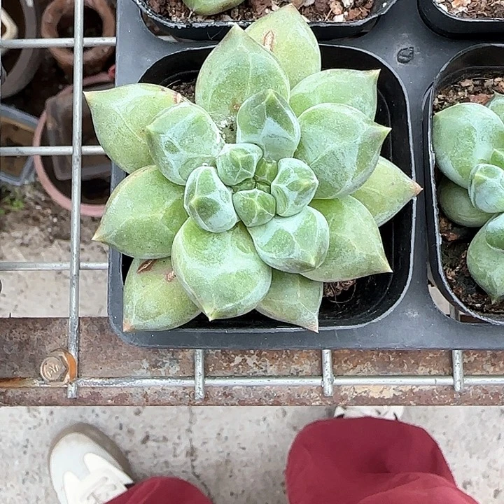 青蛙王子儿童牙膏111