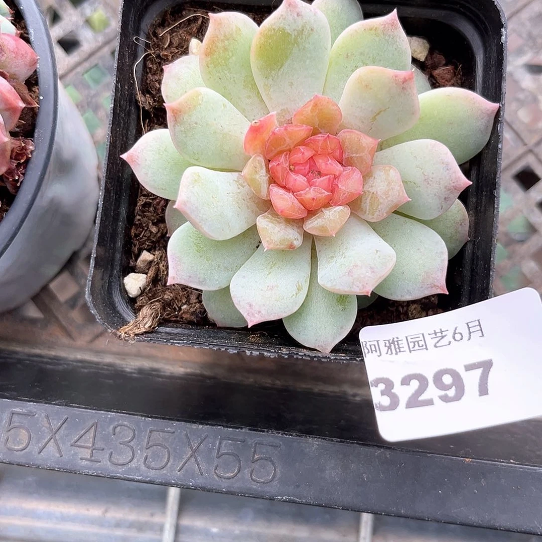 阿雅园艺。    3297幻影珍妮