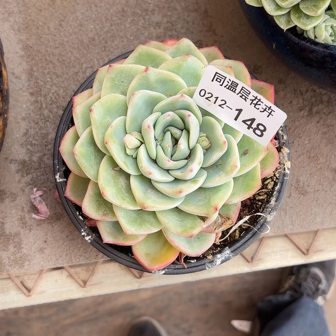 圆**圆同温层多肉148泡芙