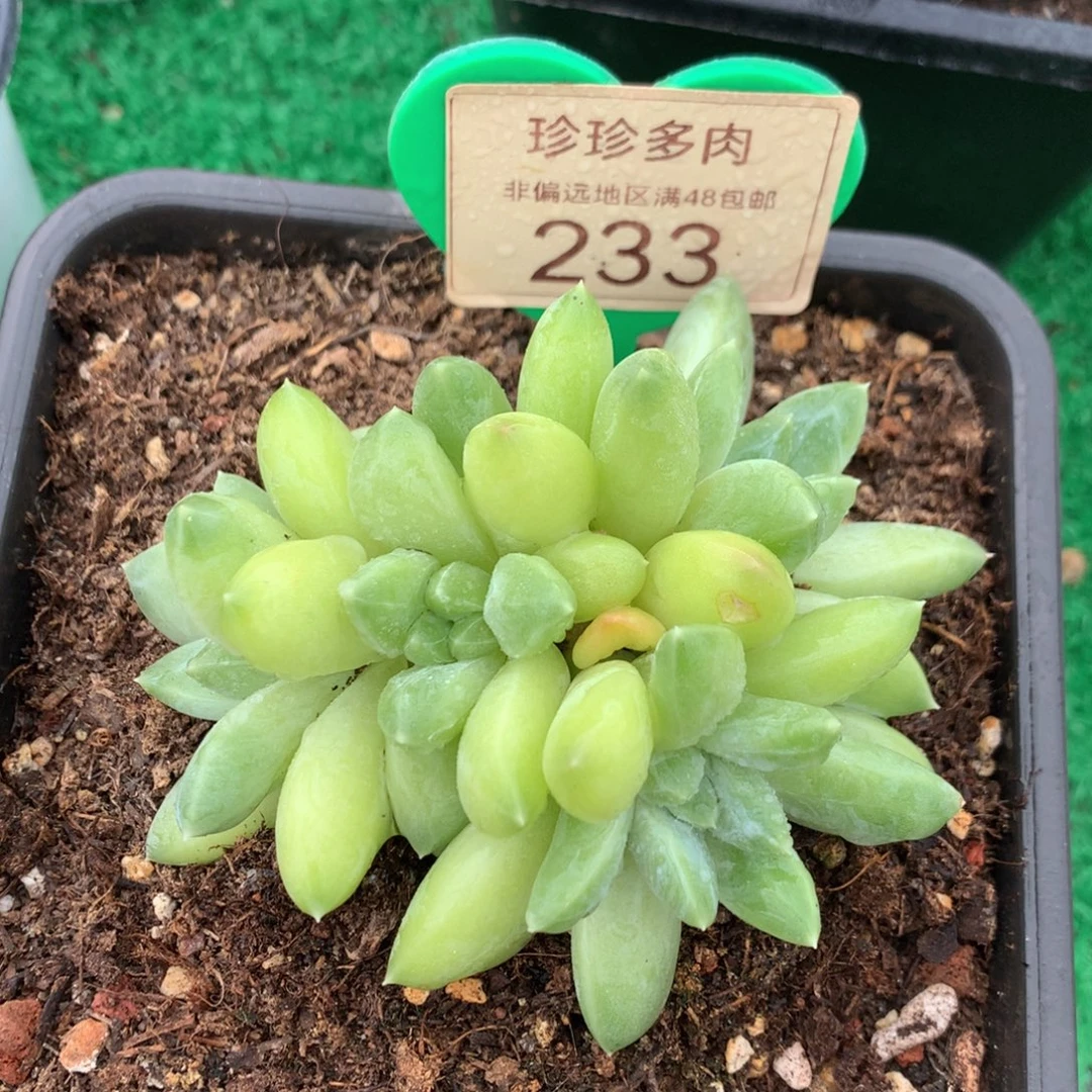 雨花石无砍开播福利233