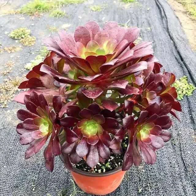 欧紫法师紫羊绒紫玫瑰荷兰圆叶玫瑰法师多肉植物精品多头法师系列