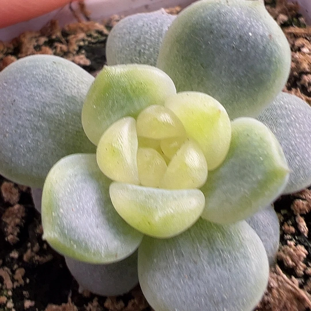 P76甜心。