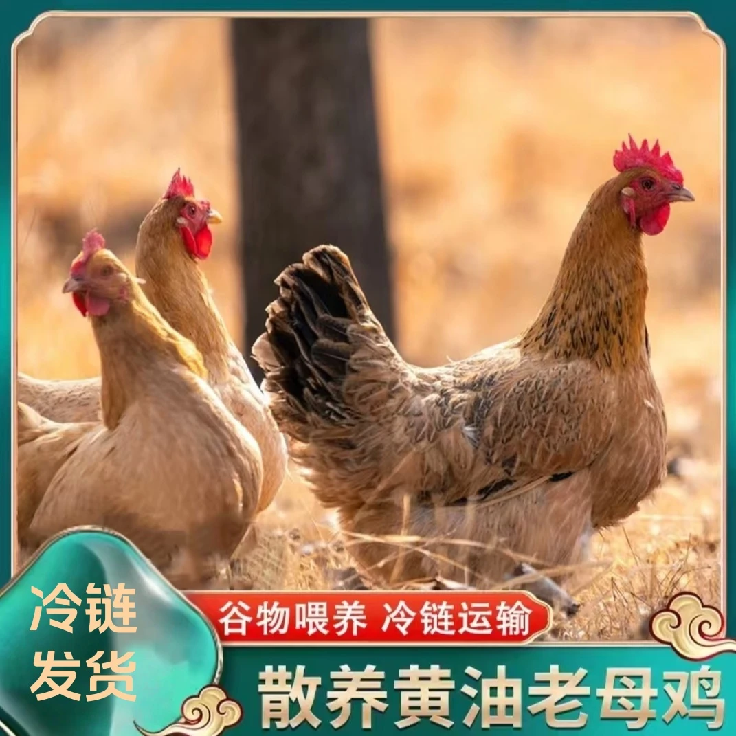 【大葱家】农家散养老母鸡 发2只净重共4-5斤 杀好带内脏