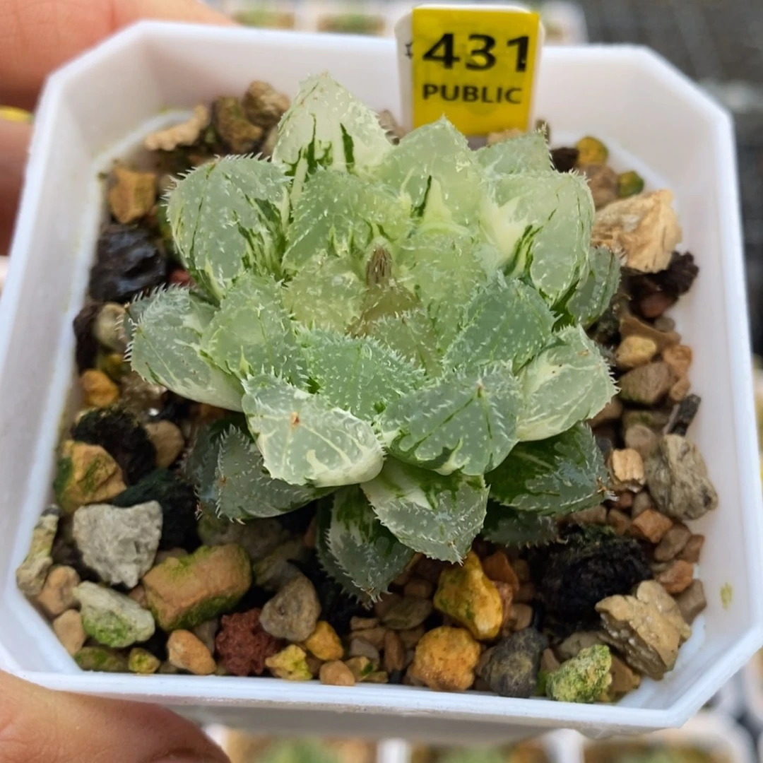 431号玄冰玉露锦带盆发货