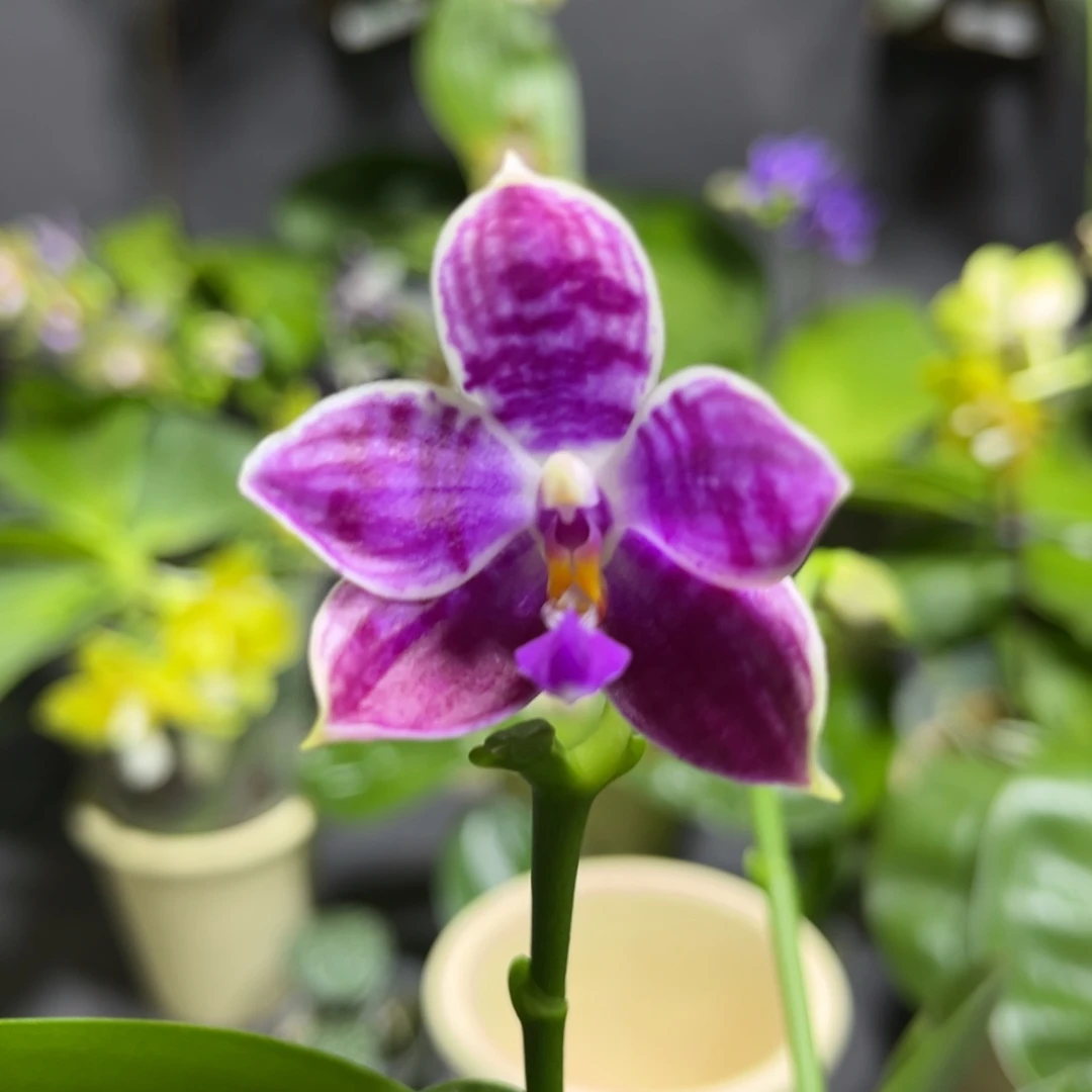 完全开放2.5寸03开花株