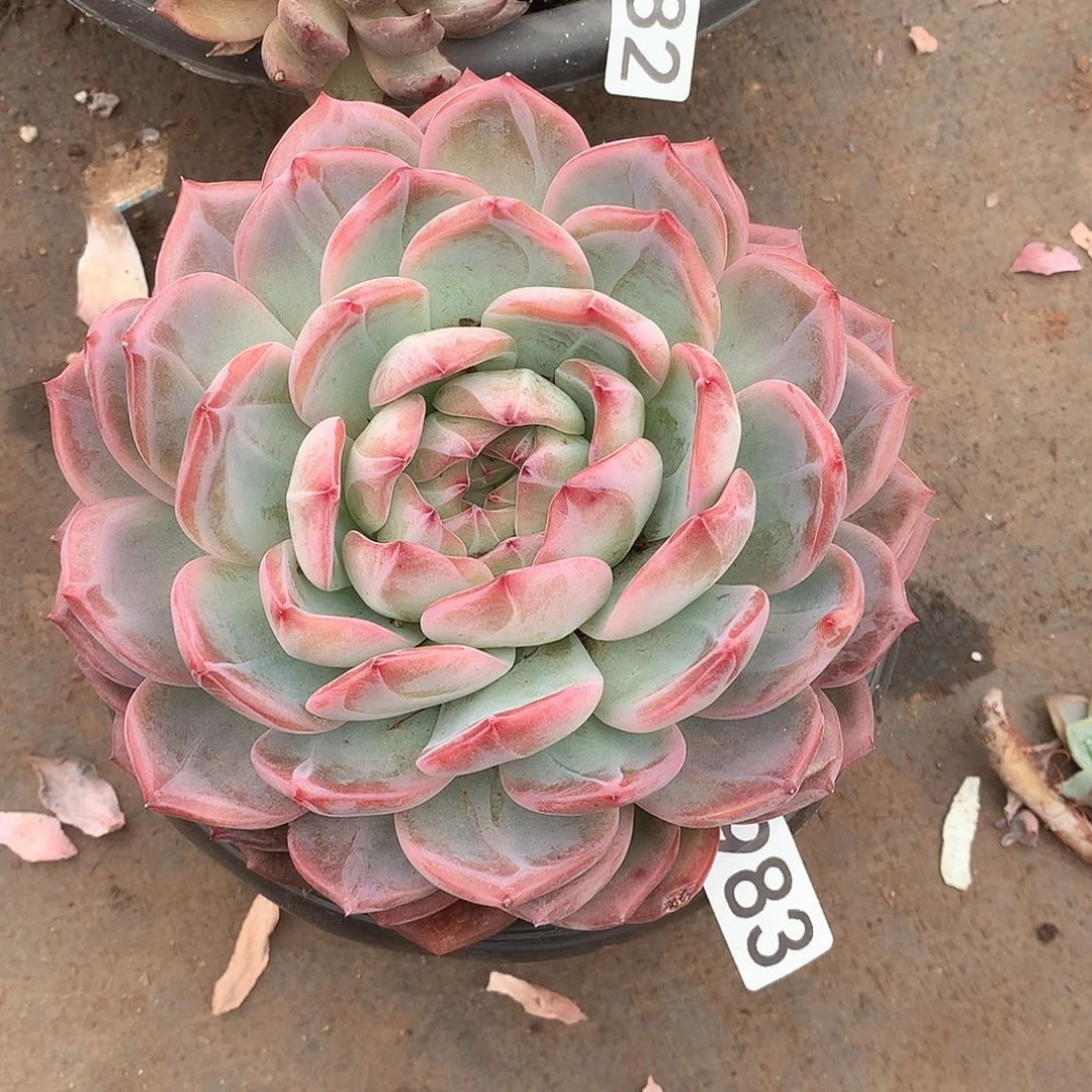 983红鸾一物一拍多肉