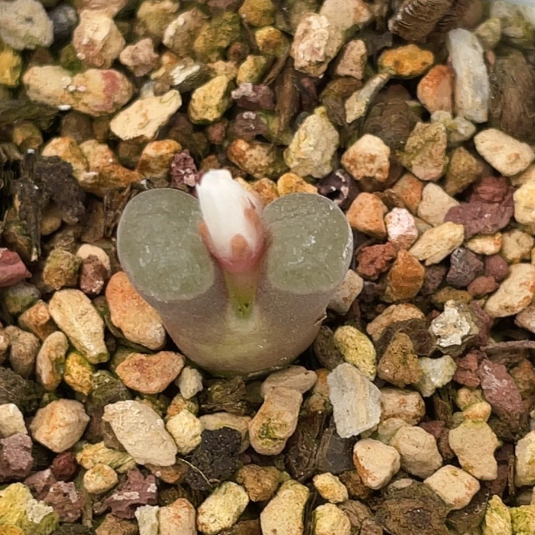 27-92磁铁多肉植物