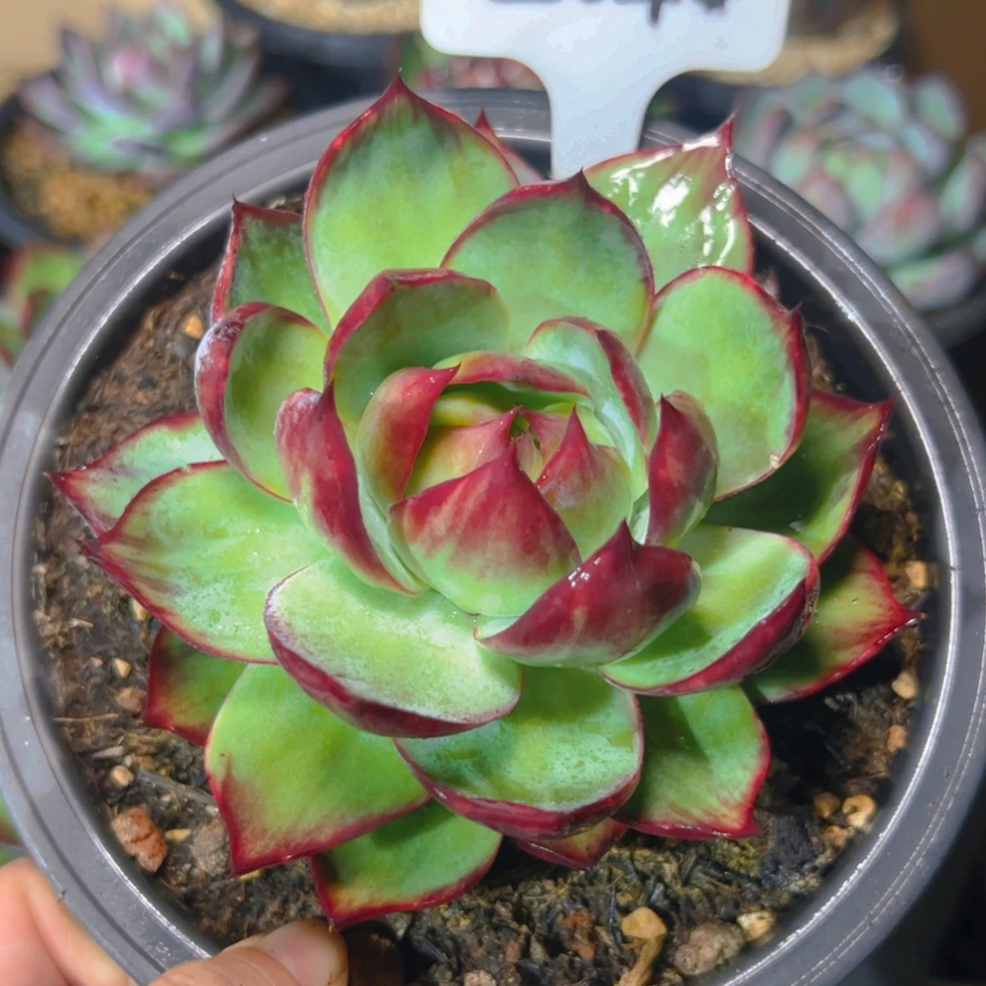 惊鸿仙子福利2646号