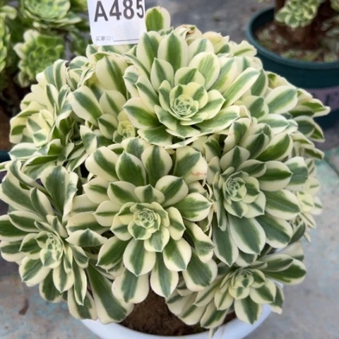 485迈巴赫朵朵22厘米左右