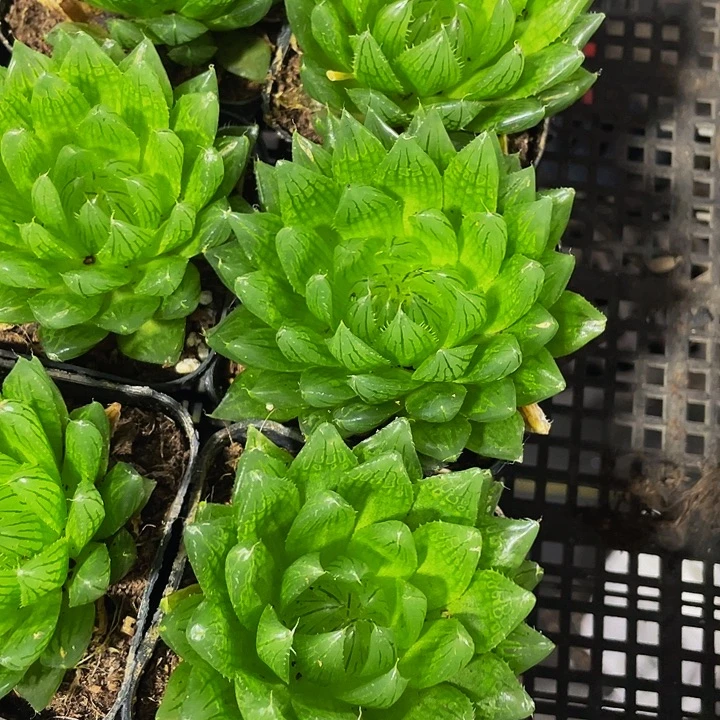 硬水晶玉露带盆土发