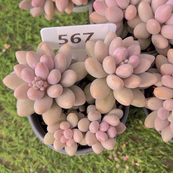 健健康康平平安安