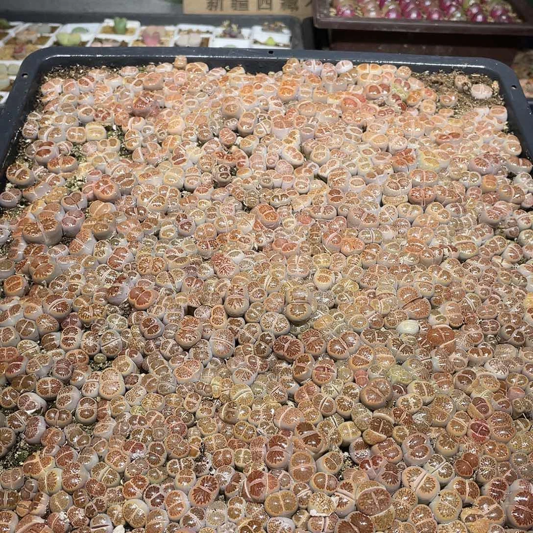 946当天凑满十八元包邮生石花