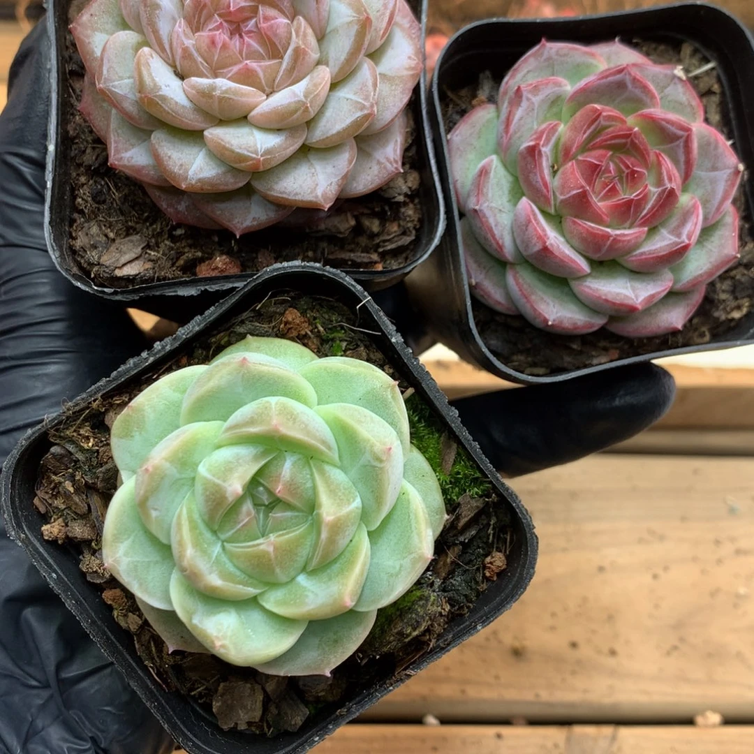 懒羊羊精品多肉一物一拍