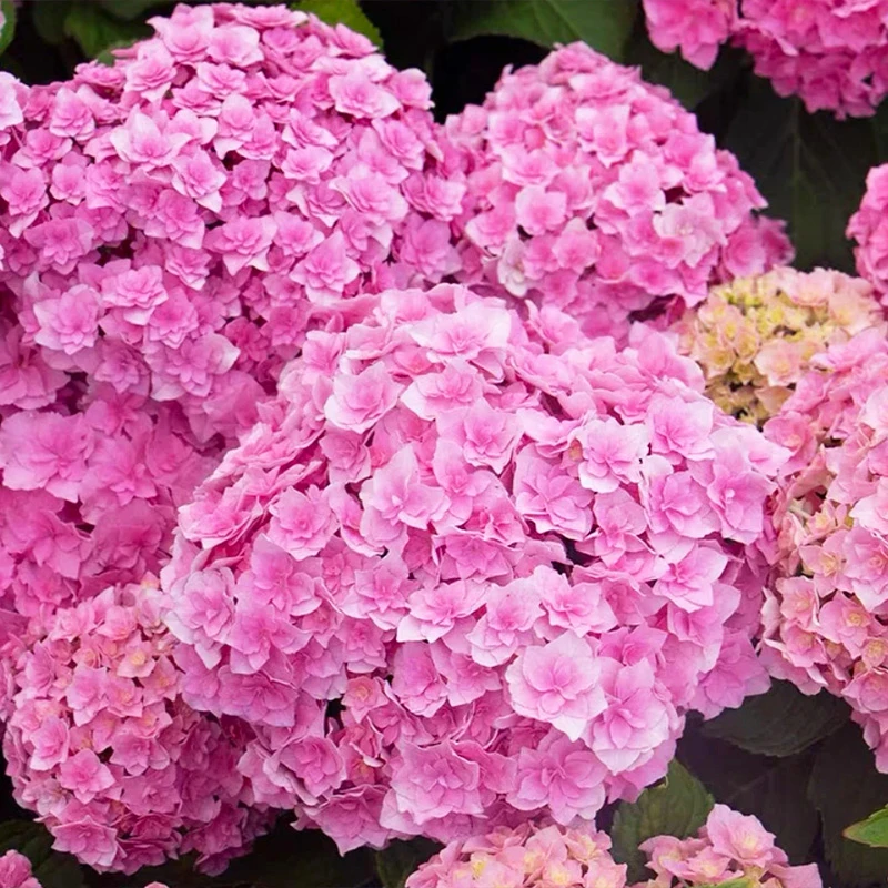 【银河】2.5加仑露天老桩大苗 大花带花苞阳台庭院四季开花好养