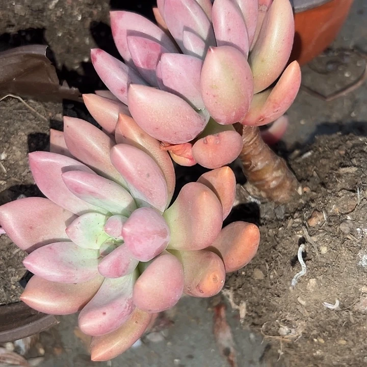 无花朵桃花源双头老桩。